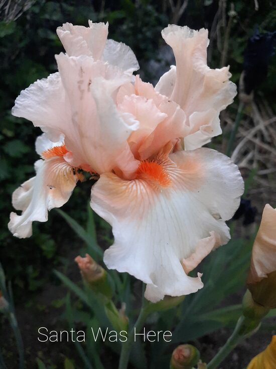 Vilkdalgis (Iris) 'Santa Was Here'